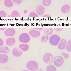 Scientists Uncover Antibody Targets That Could Lead to First Treatment for Deadly JC Polyomavirus Brain Infection